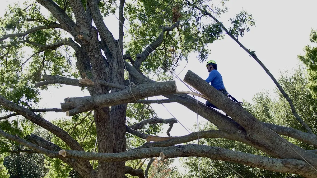 Professional Crown Thinning performed by certified arborists in Deer Isle