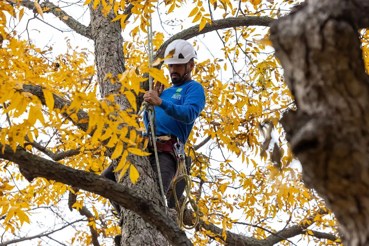 Skilled Tree Pruning crew working in Deer Isle