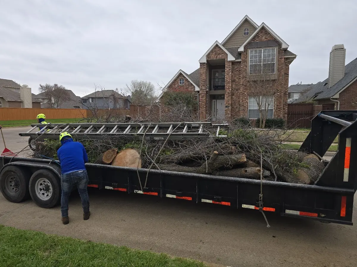 Expert Tree Removal with proper safety equipment in Deer Isle